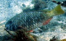 Image result for Sparisoma rubripinne