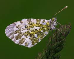 Attēlu rezultāti vaicājumam “Pieridae”
