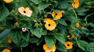 Image result for schwarzäugige Susanne