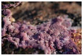 Attēlu rezultāti vaicājumam “Ceriporia excelsa”