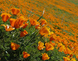 Attēlu rezultāti vaicājumam “Eschscholzia californica”