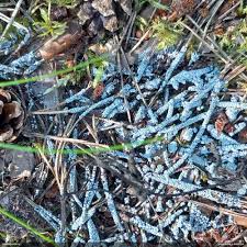 Attēlu rezultāti vaicājumam “Diderma cinereum spores”