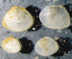 Attēlu rezultāti vaicājumam “Macoma baltica”