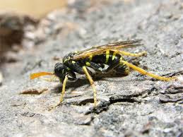 Attēlu rezultāti vaicājumam “Tenthredo scrophulariae”