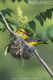 Attēlu rezultāti vaicājumam “Oriolus oriolus female”