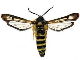 Attēlu rezultāti vaicājumam “Sesiidae”