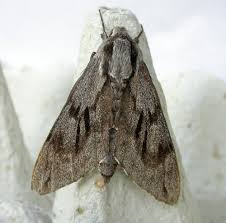 Attēlu rezultāti vaicājumam “Sphinx pinastri”