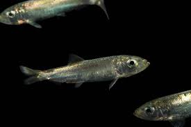 Image result for Clupea pallasii