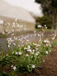 Attēlu rezultāti vaicājumam “Lychnis flos-cuculi flower”