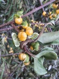 Attēlu rezultāti vaicājumam “Celastrus flagellaris”