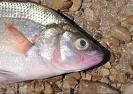 Image result for Morone americana