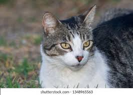 Attēlu rezultāti vaicājumam “Felis silvestris catus”