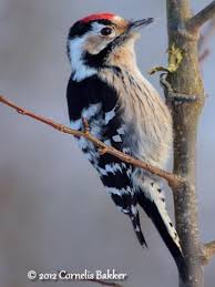 Attēlu rezultāti vaicājumam “Dendrocopos minor male”