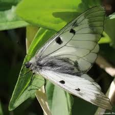 Attēlu rezultāti vaicājumam “Parnassius mnemosyne underside”