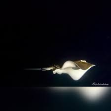 Image result for Hypanus americanus