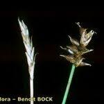 Attēlu rezultāti vaicājumam “Carex dioica fruit”