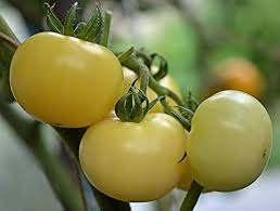 Afbeeldingsresultaat voor hawaiian white cherry tomato