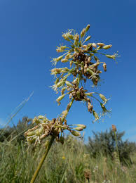Attēlu rezultāti vaicājumam “Silene otites”