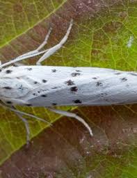 Attēlu rezultāti vaicājumam “Coscinia cribraria imago”