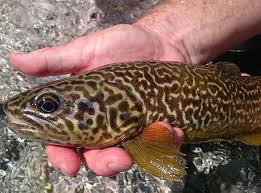 Image result for Salmo marmoratus