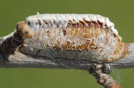 Attēlu rezultāti vaicājumam “Trichoptera egg mass”