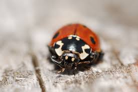 Attēlu rezultāti vaicājumam “Anatis ocellata”