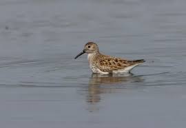 Attēlu rezultāti vaicājumam “Calidris alpina adult”