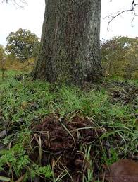 Image result for Podoscypha multizonata