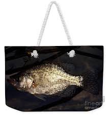 Image result for Pomoxis nigromaculatus