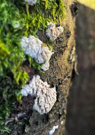 Attēlu rezultāti vaicājumam “Basidioradulum radula”