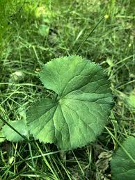 Attēlu rezultāti vaicājumam “Ranunculus cassubicus”