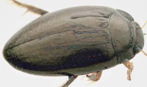 Attēlu rezultāti vaicājumam “Dytiscidae”