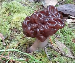Attēlu rezultāti vaicājumam “Gyromitra esculenta”