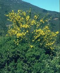 Image result for Cytisus scoparius