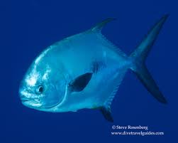 Image result for Trachinotus falcatus