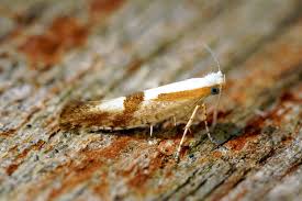 Attēlu rezultāti vaicājumam “Argyresthia albistria”