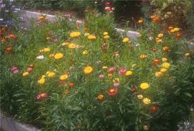 Image result for Helichrysum bracteatum
