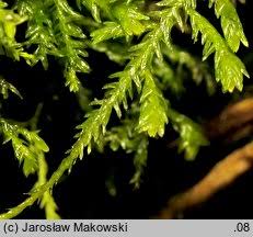 Attēlu rezultāti vaicājumam “Anomodon attenuatus”