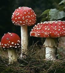 Attēlu rezultāti vaicājumam “Amanita muscaria”