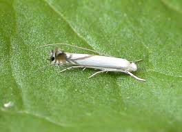 Attēlu rezultāti vaicājumam “Lyonetia prunifoliella”