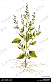 Attēlu rezultāti vaicājumam “Chenopodium album”