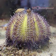 Attēlu rezultāti vaicājumam “Physisporinus sanguinolentus”