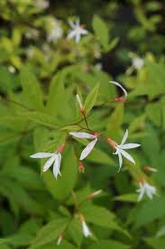 Attēlu rezultāti vaicājumam “Gillenia trifoliata flower”