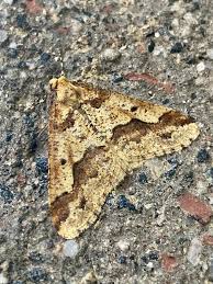 Attēlu rezultāti vaicājumam “Erannis defoliaria”