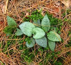 Attēlu rezultāti vaicājumam “Goodyera repens leaf”