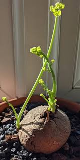 Attēlu rezultāti vaicājumam “Trichia erecta stalked”