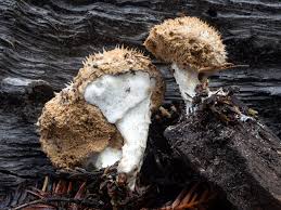 Attēlu rezultāti vaicājumam “Postia”