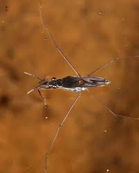 Attēlu rezultāti vaicājumam “Gerridae imago”