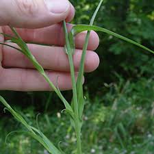 Attēlu rezultāti vaicājumam “Tragopogon pratensis subsp. pratensis bud”