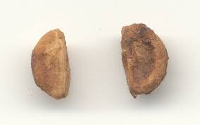 Attēlu rezultāti vaicājumam “Crataegus macracantha fruit”